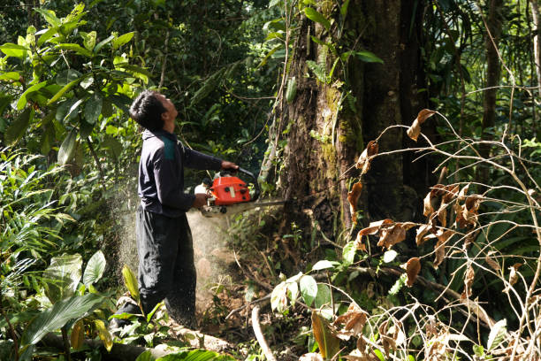 Professional Tree Service in Clintwood, VA